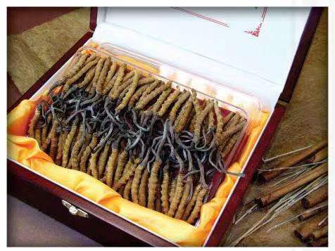 安次冬虫夏草回收